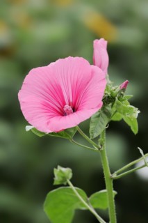Annual mallow (Lavatera trimestris), flower, ornamental plant, North Rhine-Westphalia, Germany,