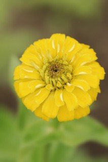 Zinnia (Zinnia elegans, Zinnia violacea), flower, ornamental plant, North Rhine-Westphalia,