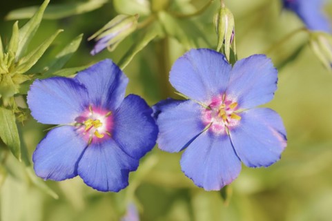 Blue pimpernel (Anagallis monellii), flowers, native to the western Mediterranean region