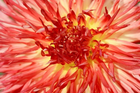 Dahlia 'Karen' (Dahlia Hybride), detail of flower, ornamental plant, North Rhine-Westphalia,