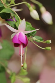 Fuchsia 'Eva Boerg' (Fuchsia hybride), flower, ornamental plant, North Rhine-Westphalia, Germany,