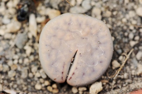 Living stone (Lithops lesliei), native to southern Africa