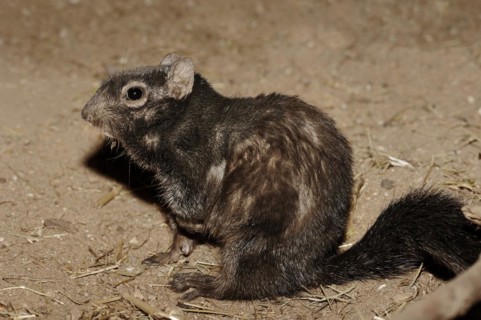 Rock gopher (Otospermophilus variegatus, Spermophilus variegatus), captive, occurrence in North