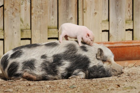 Goettingen minipig (Sus scrofa f. domestica), sow and piglet, North Rhine-Westphalia, Germany,