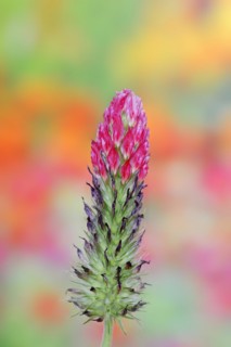 Purple clover or purple clover (Trifolium rubens), North Rhine-Westphalia, Germany, Europe