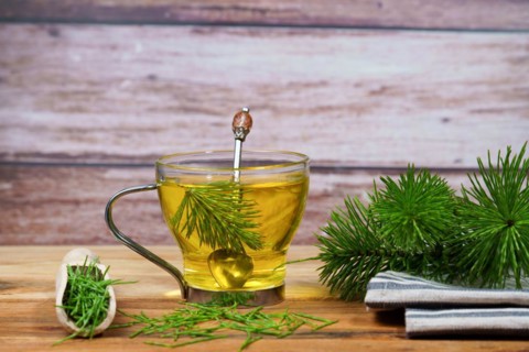 Infusion of horsetail Equisetum arvense, medicinal plant for health care with fresh branches just