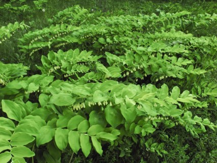 Solomon's seal, Polygonatum multiflorum, Upper Danube nature park Park, Tuttlingen district,