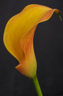 Yellow lily, Zantedeschia aethiopica, Mallorca, Balearic Islands, Spain, Europe