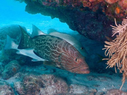 Black grouper (Mycteroperca bonaci), John Pennekamp Coral Reef State Park dive site, Key Largo,