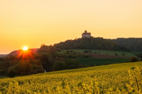 Landscape at sunrise. Beautiful morning landscape with fresh yellow rape fields in spring. Small