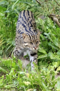 Wild cat cautiously walks through green plants, exploring its surroundings, fishing cat