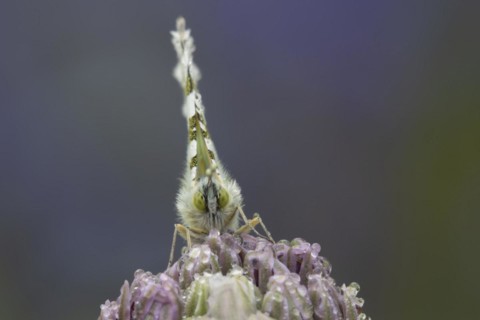 Orange tip butterfly (Anthocharis cardamines) adult male resting on a garden Allium flower in