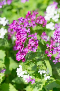 A colourful flower bed with purple, pink and white flower-bed, annual honesty (Lunaria annua) or