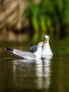European Herring Gull, Larus argentatus on lake