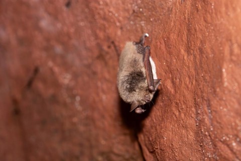 Daubenton's bat (Myotis daubentonii), hibernating in a cave, North Rhine-Westphalia, Germany,