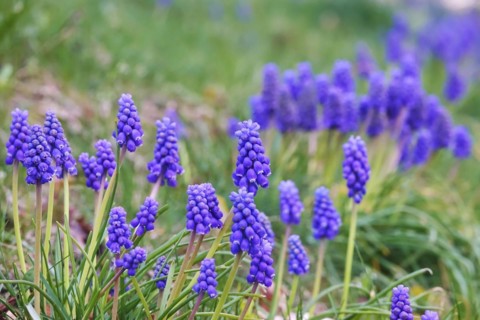 Grape hyacinths (Muscari botryoides), spring, Germany, Europe
