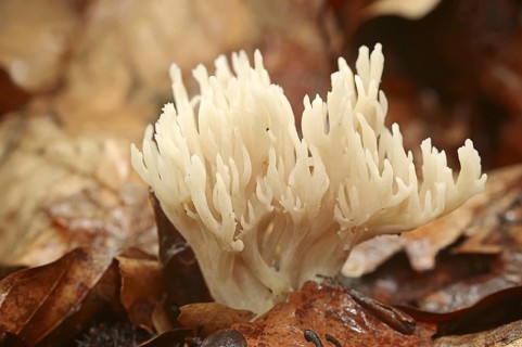 Comb-shaped coral or comb coral (Clavulina coralloides, Clavulina cristata), North