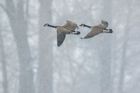 Canada geese (branta canadensis), pair flying over a frozen marsh, Lac Saint-Pierre biosphere