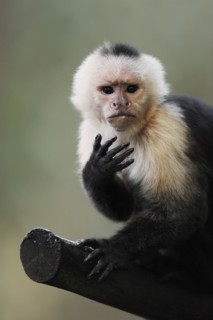 White-shouldered capuchin monkey or white-headed capuchin (Cebus capucinus), captive, occurring in
