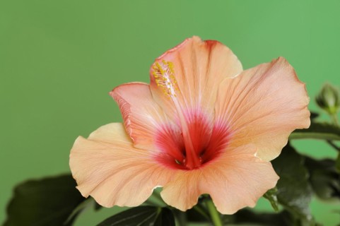 Chinese hibiscus (Hibiscus rosa-sinensis), flower, ornamental plant, North Rhine-Westphalia,