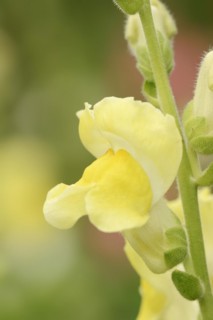 Large snapdragon or garden common snapdragon (Antirrhinum majus), flower, ornamental plant, North