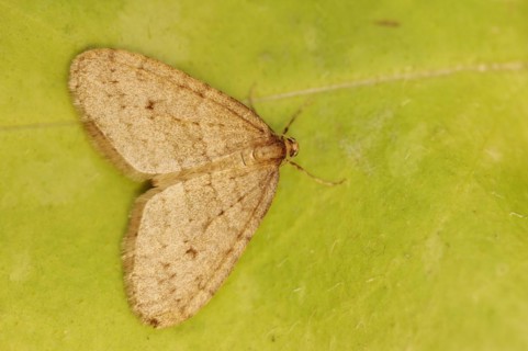 Winter moth (Operophtera brumata), male, North Rhine-Westphalia, Germany, Europe