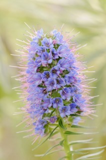 Magnificent viper's bugloss (Echium nervosum, Echium fastuosum), inflorescence, native to Madeira,
