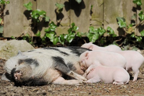 Goettingen minipig (Sus scrofa f. domestica), sow suckling piglets, North Rhine-Westphalia,