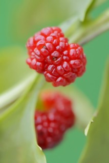 Strawberry spinach (Chenopodium foliosum, Blitum virgatum), fruit, vegetable and ornamental plant,