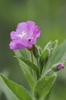 Great willowherb (Epilobium hirsutum), flower, North Rhine-Westphalia, Germany, Europe