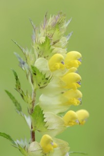 Greater yellow-rattle (Rhinanthus angustifolius), flowers, North Rhine-Westphalia, Germany, Europe