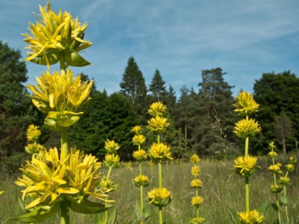 Yellow gentian, Gentiana lutea, Ursental, Tuttlingen, Baden-Wuerttemberg, Germany, Europe