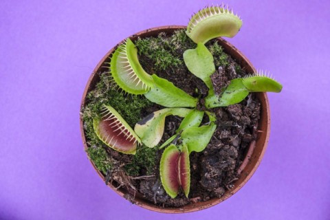 Carnivorous plant, Dionaea muscipula, Mallorca, Balearic Islands, Spain, Europe