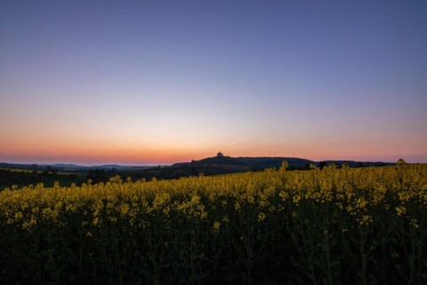 Landscape at sunrise. Beautiful morning landscape with fresh yellow rape fields in spring. Small