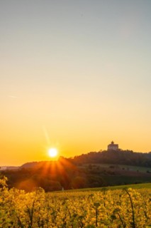 Landscape at sunrise. Beautiful morning landscape with fresh yellow rape fields in spring. Small