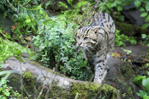 A fishing cat (Prionailurus viverrinus)