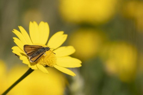 Large skipper butterfly (Ochlodes sylvanus) adult feeding on a Corn marigold flower in summer,