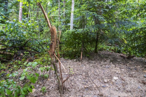 Natural landscape and vegetation in the Eistobel, in the nature reserve of the same name near
