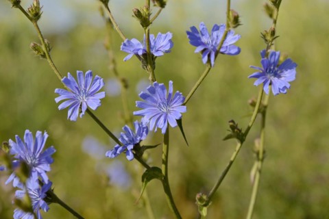 Common chicory (Cichorium intybus), inflorescence, North Rhine-Westphalia, Germany, Europe