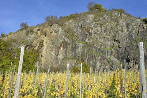 View of autumnal vineyards in front of a high rock face, blue sky, Moselle, Rhineland-Palatinate,