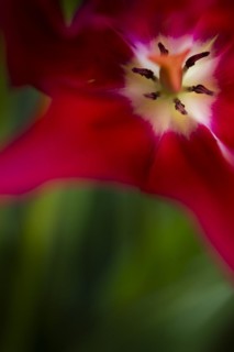 Pistil and stamens in a tulip calyx, red tulip (Tulipa), Stuttgart, Baden-Wuerttemberg, Germany,