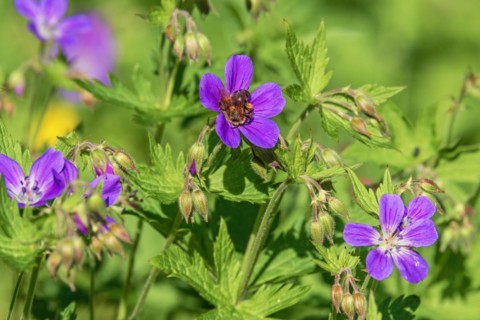 Pollinating bumblebee on a Wood cranesbill (Geranium sylvaticum) flower a summer day