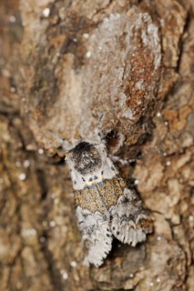 Sallow kitten moth (Furcula furcula), freshly hatched butterfly and cocoon, North Rhine-Westphalia,