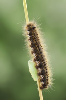 Drinker moth (Euthrix potatoria), caterpillar, North Rhine-Westphalia, Germany, Europe