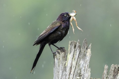 Common grackle (Quiscalus quiscula) bringing a frog to the nest to feed the babies. La Mauricie