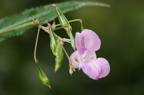 Himalayan balsam (Impatiens glandulifera), flower and capsule fruits, North Rhine-Westphalia,