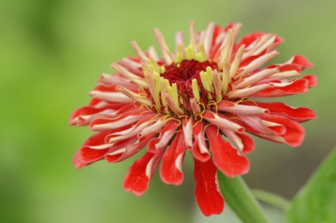 Zinnia (Zinnia elegans, Zinnia violacea), flower, ornamental plant, North Rhine-Westphalia,
