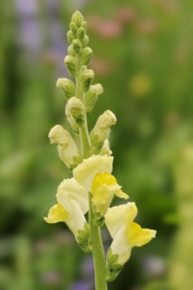 Large snapdragon or garden common snapdragon (Antirrhinum majus), flowers, ornamental plant, North