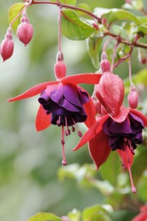 Fuchsia 'Royal Velvet' (Fuchsia hybride), flowers, ornamental plant, North Rhine-Westphalia,