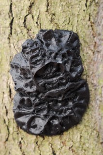 Warty glandular or warty black glandular (Exidia nigricans, Exidia plana), North Rhine-Westphalia,
